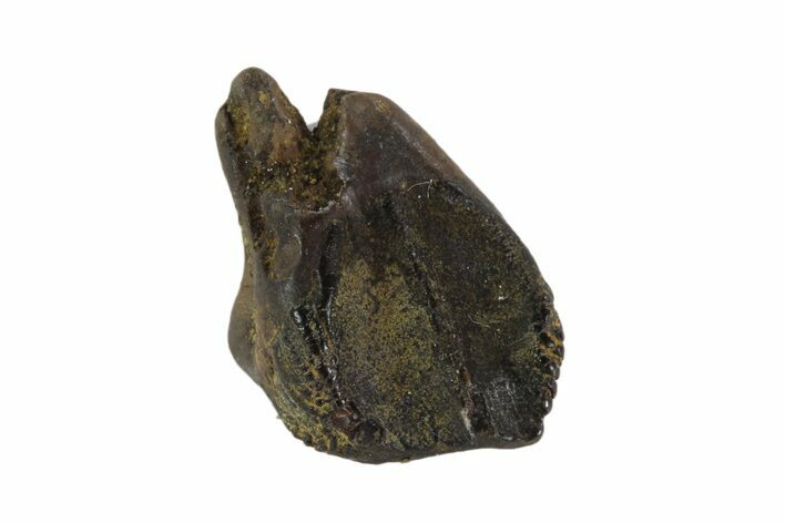 Triceratops Shed Tooth - Montana #93157